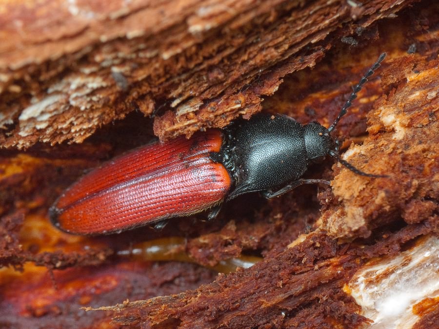 Ampedus (Ampedus) pomonae (Stephens, 1830)